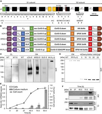Production and secretion of functional SARS-CoV-2 spike protein in Chlamydomonas reinhardtii